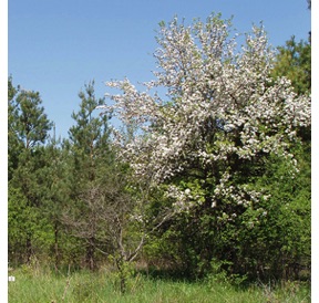 Feral apple in bloom